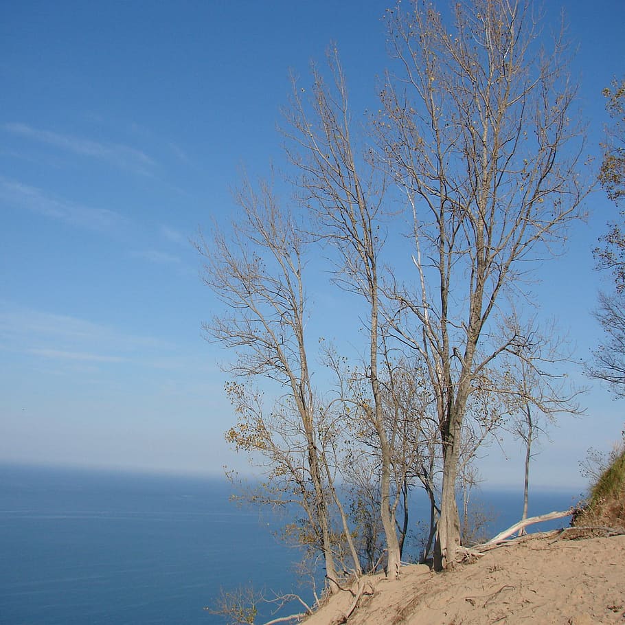 tree, bare, fall, beautiful, sand, water, michigan, awe inspiring nature HD wallpaper