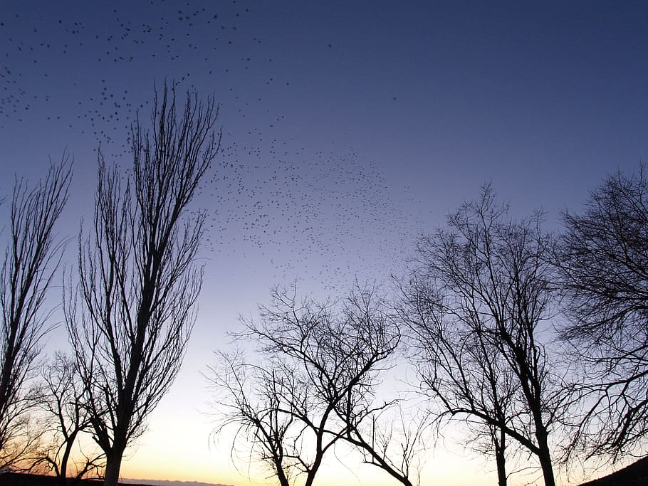 dusk, flock, birds, trees, sky, plant, bare tree, no people HD wallpaper
