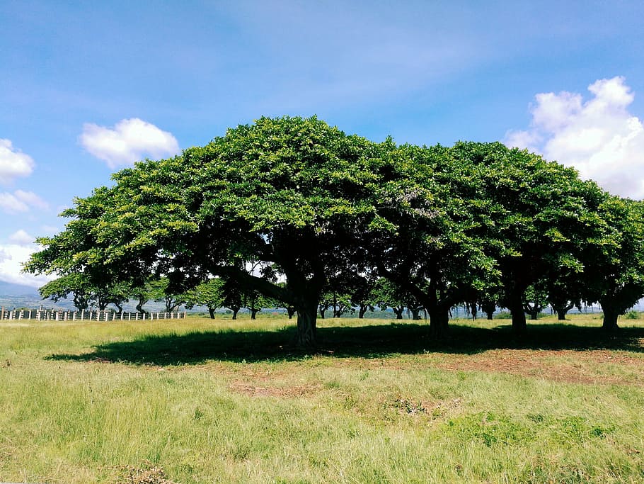 tree, sky, paradise, nature, summer, outdoors, rural Scene HD wallpaper