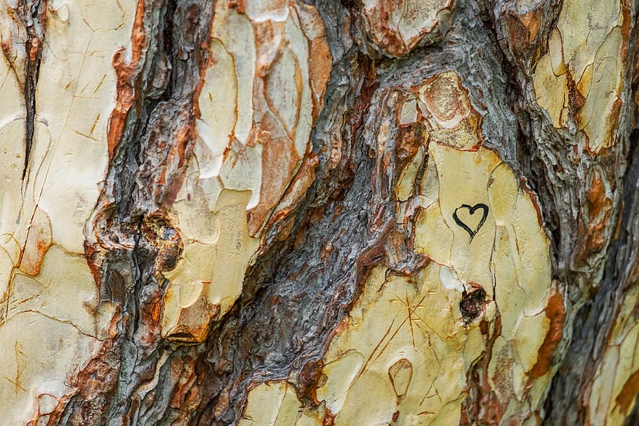 wood surface with heart print, tree, austrian black pine, pinus nigra HD wallpaper