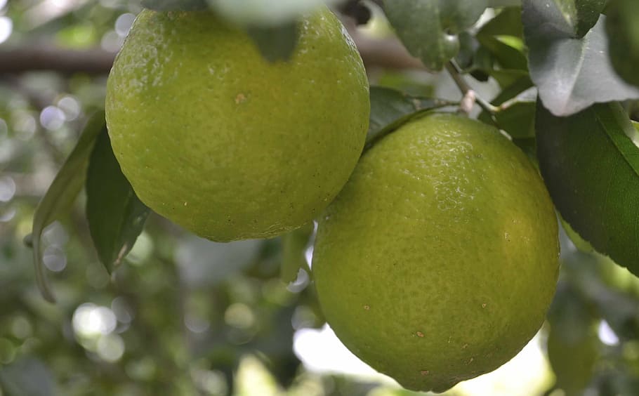 Lime, Fruit, Citric, Lemon, green, yellow, mediterranean, acidity HD wallpaper