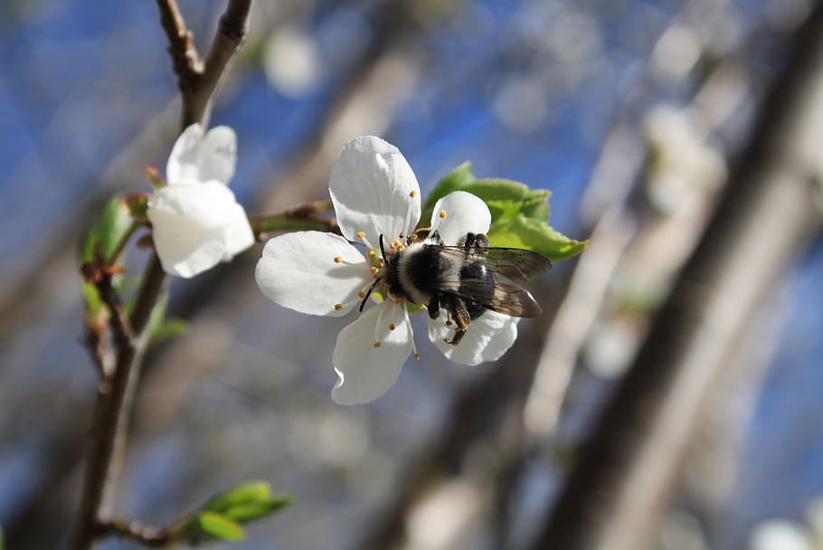 hummel, blossom, bloom, spring, plant, insect, cherry blossom HD wallpaper