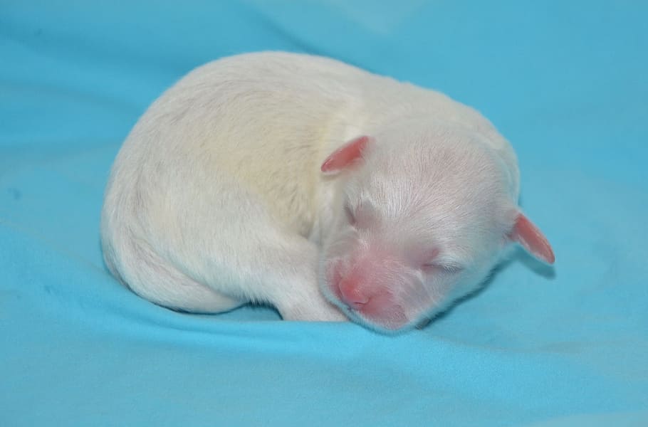 puppy, puppies, dog, baby, new born, cotton tulear, white fur, HD wallpaper