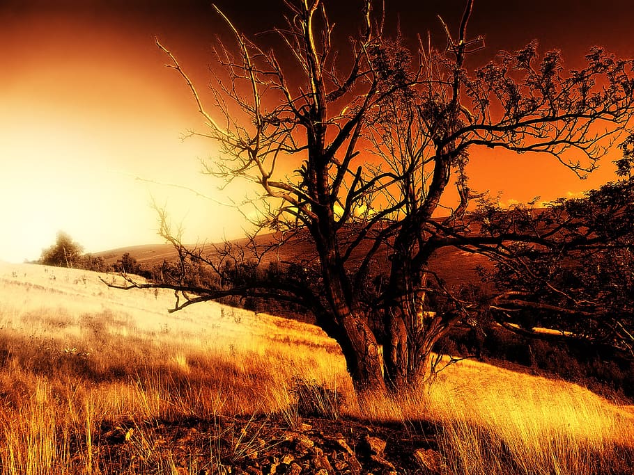 tree, sunset, west, nature, landscape, dawn, evening sky, outdoors HD wallpaper