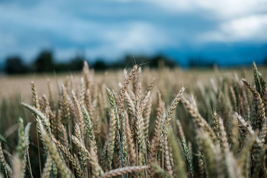 Grain, selective focus photography of plant, wheat, grass, field HD wallpaper