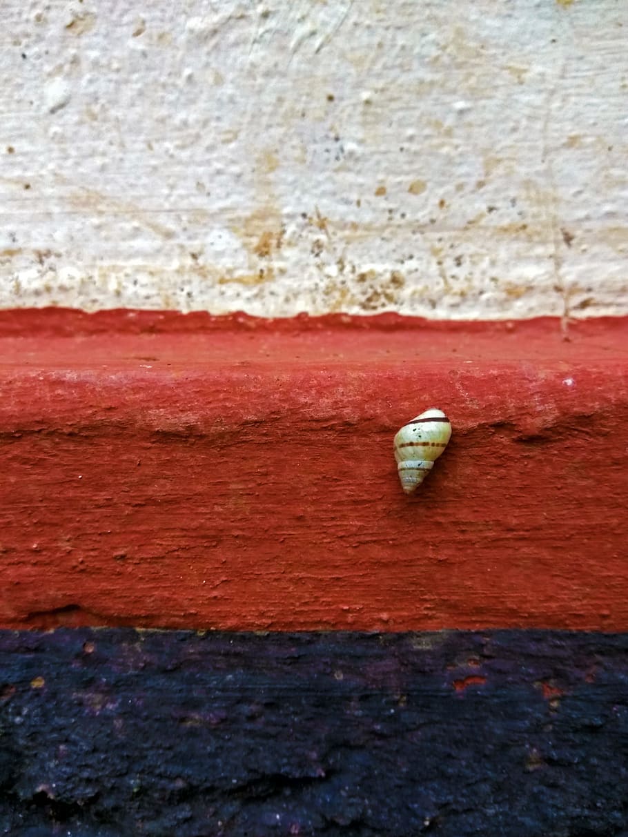 mollusc shell, exoskeleton, red, black, wall, biology, conchology HD wallpaper