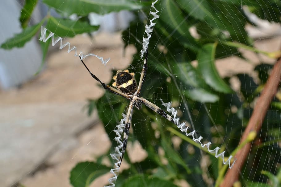 Animal, Spider, Web, Danger, Nature, arachnid, garden, insects HD wallpaper