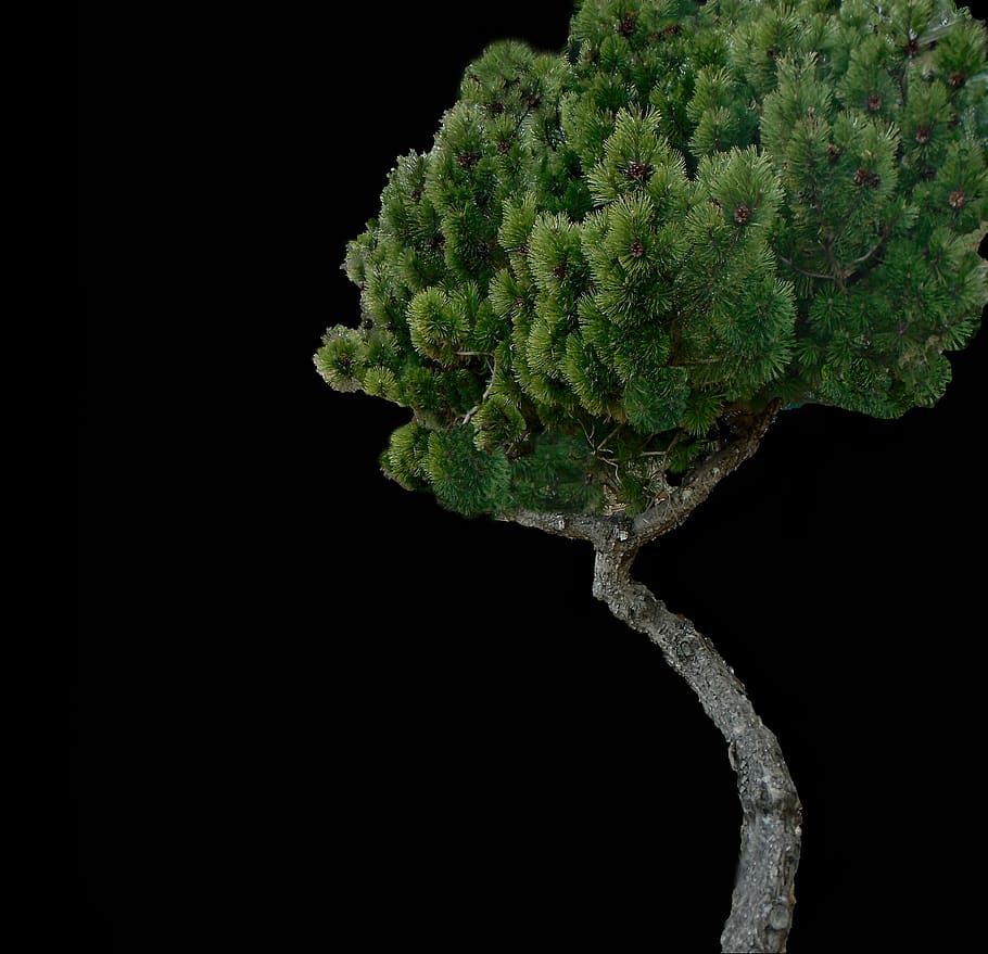 fir tree, evergreen, pine, conifer, forest, trunk, texture HD wallpaper