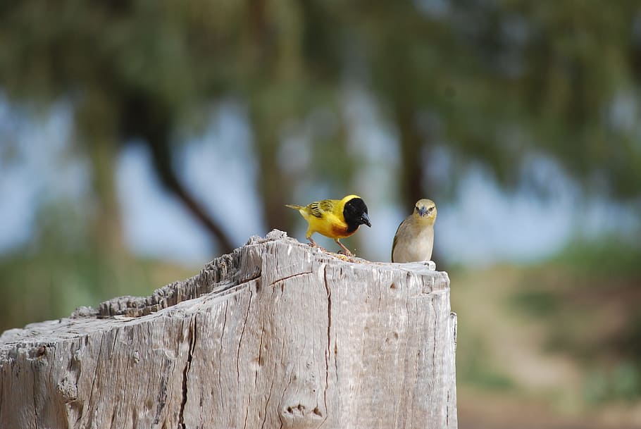 bird, senegal, sparrow, animal, animal themes, vertebrate, animal wildlife HD wallpaper