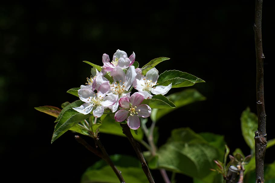 nature, bloom, flower, flowering plant, freshness, fragility HD wallpaper