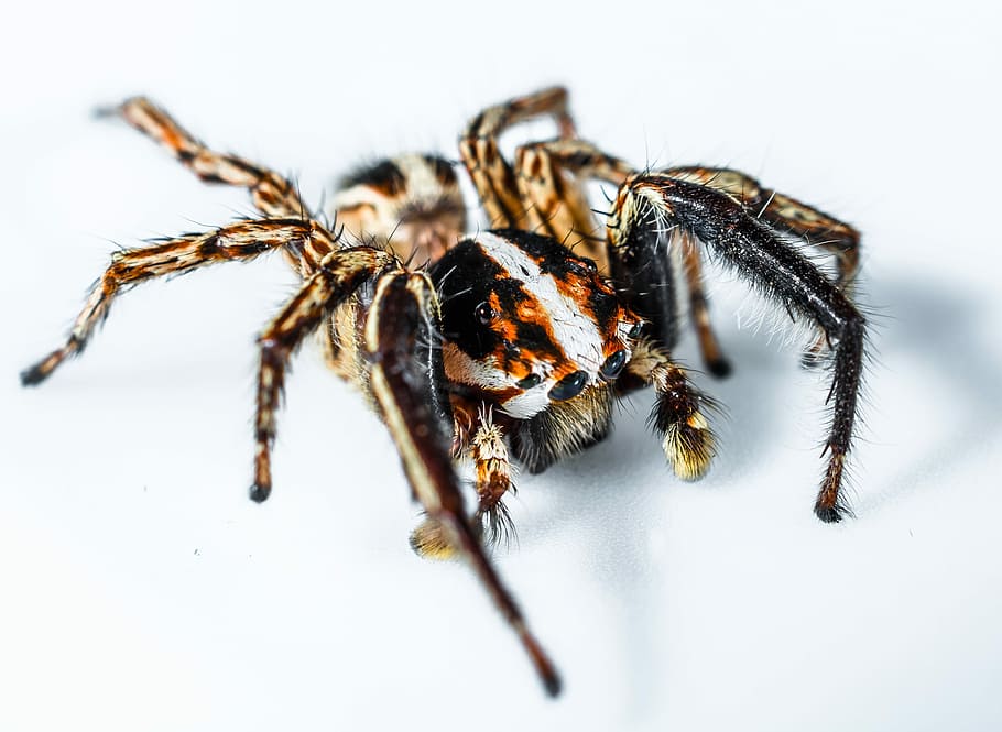 Jumping Spider, Small, small spider, insect, close, one animal HD wallpaper