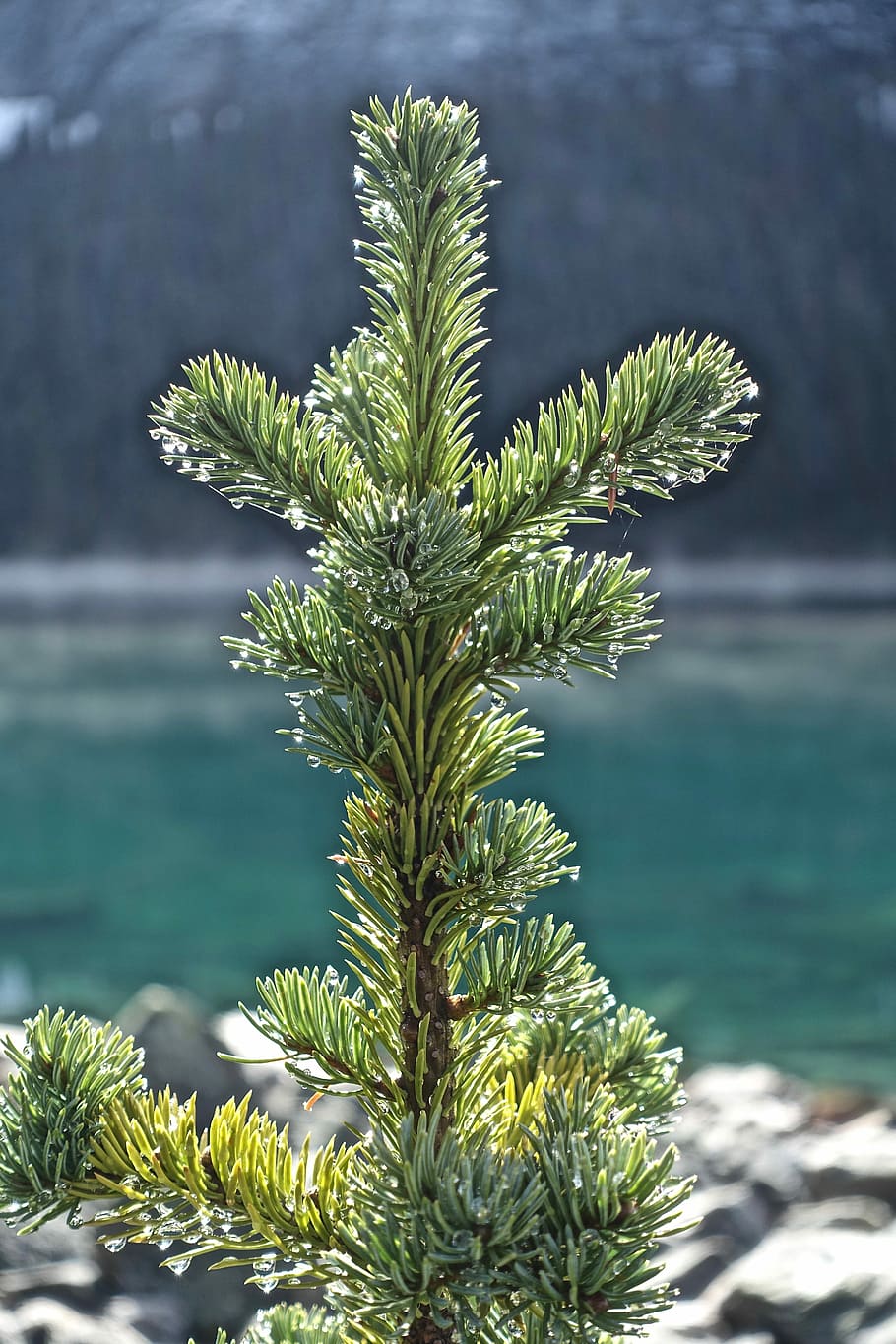 Pine, Branch, Tree, Needles, green, nature, tree branches, spruce HD wallpaper
