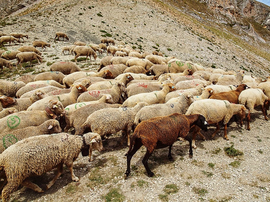 Sheep on The Mountain, herd of brown sheep on hill during daytime HD wallpaper