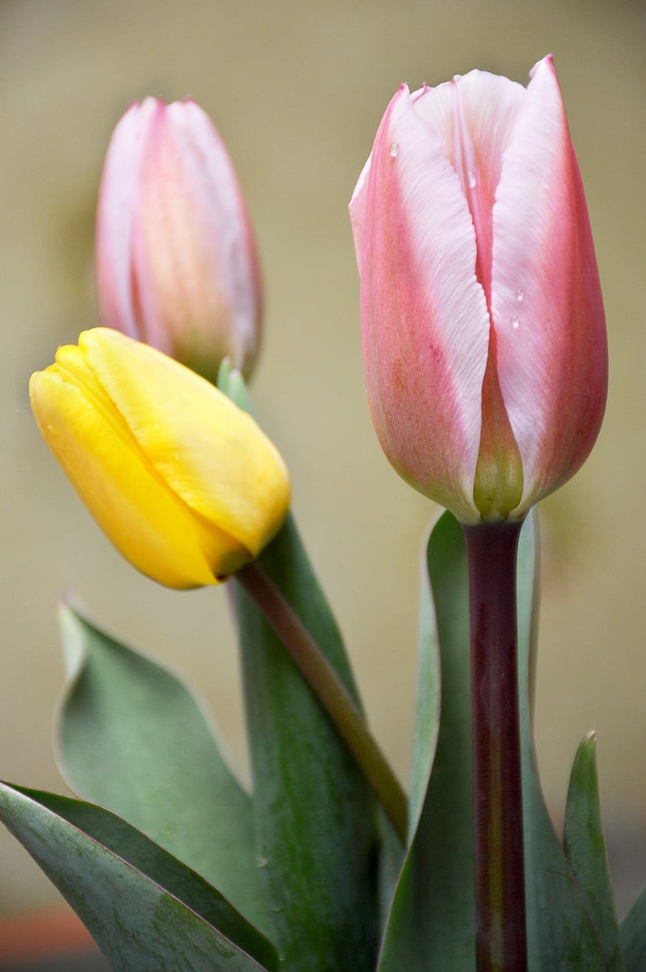 favorite, tulips, spring, flower, flowering plant, beauty in nature HD wallpaper