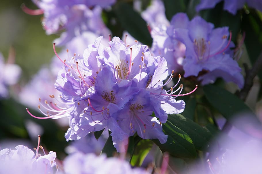 blossom, bloom, flower, close, nature, plant, flowering plant HD wallpaper