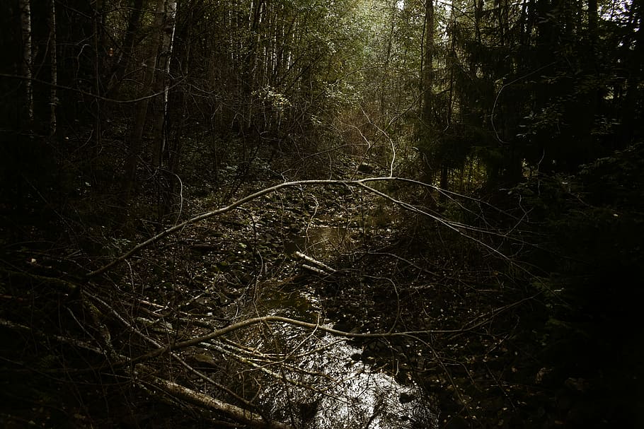 branch in forest, woods, river, trees, branches, green, plant HD wallpaper