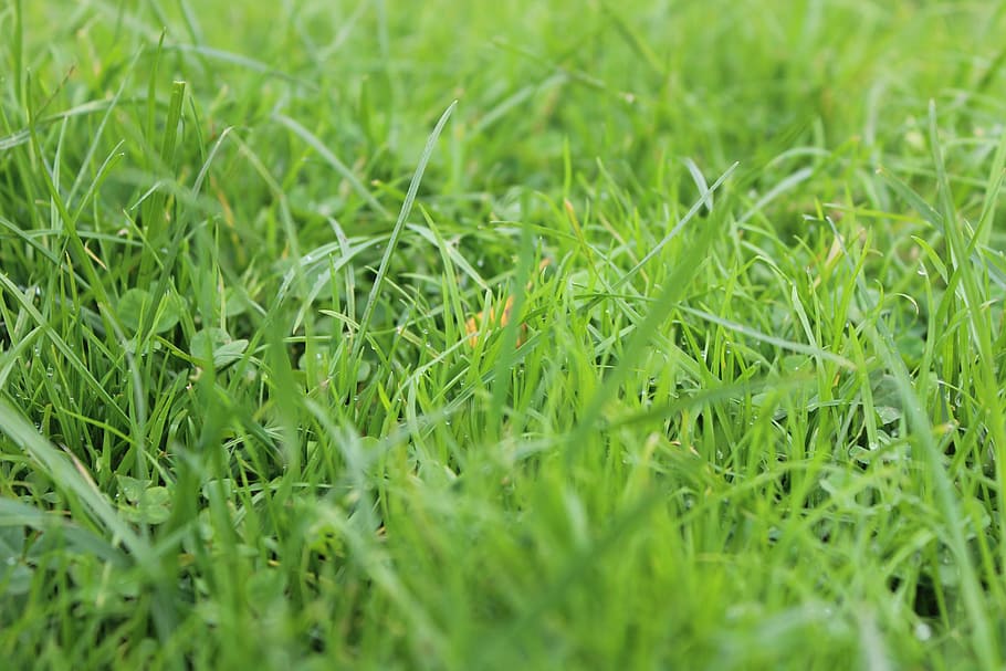 grass, green, nature, green color, plant, selective focus, land HD wallpaper