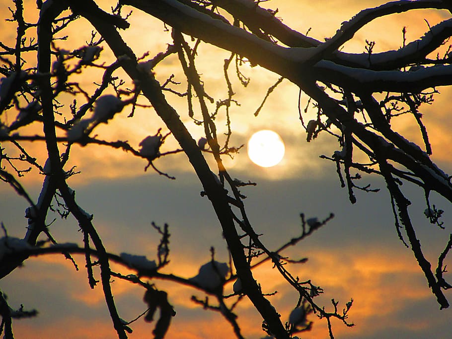 sunrise, oak tree, branches, natural beauty, sun rays, winter HD wallpaper