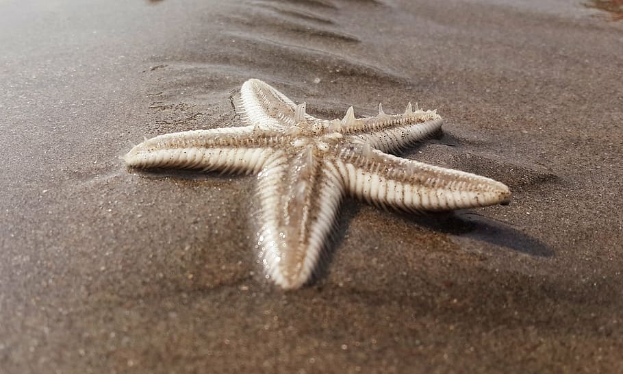 starfish, beach, sand, coast, seashore, nautical, outdoors HD wallpaper