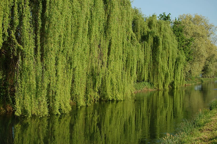 weeping willows, salix babylonica, tree, nature, environment, HD wallpaper