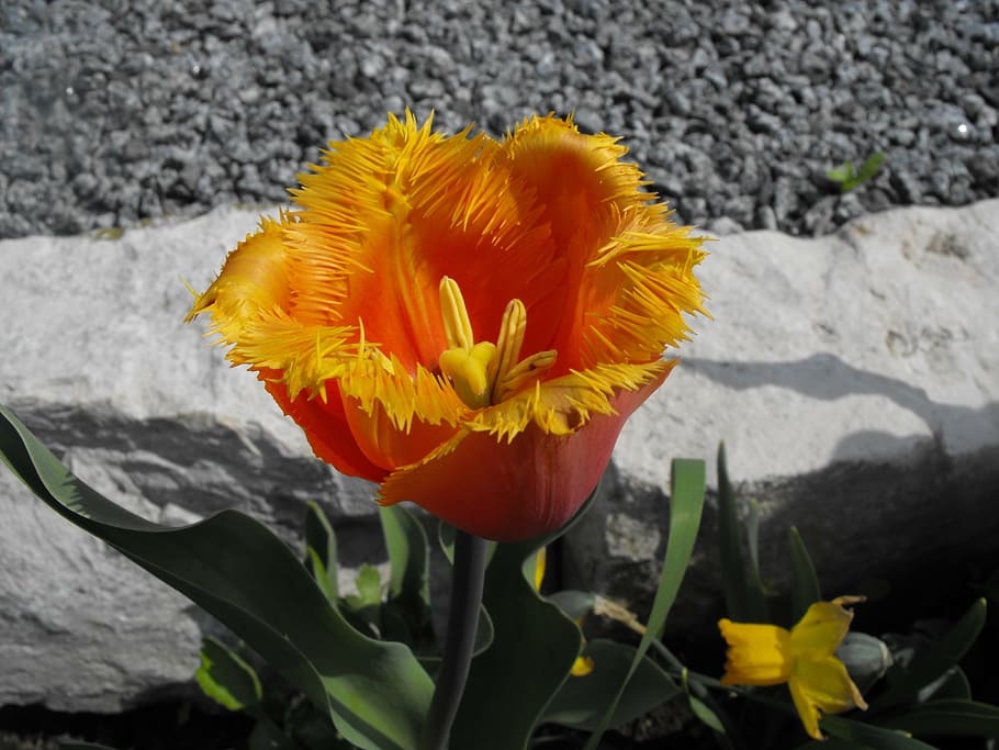 tulip, flamed, spring, orange, flowering plant, fragility, vulnerability HD wallpaper