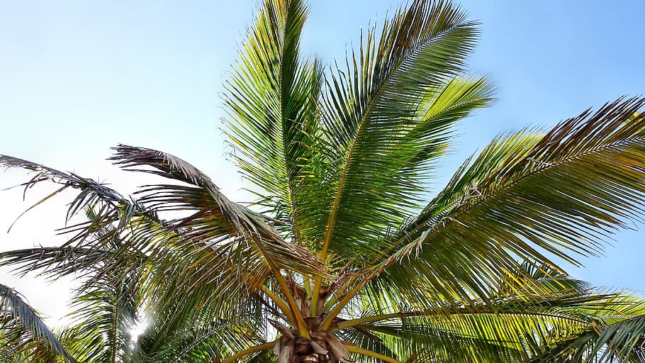 palma, palme, coconuts, nature, palm Tree, tropical Climate HD wallpaper