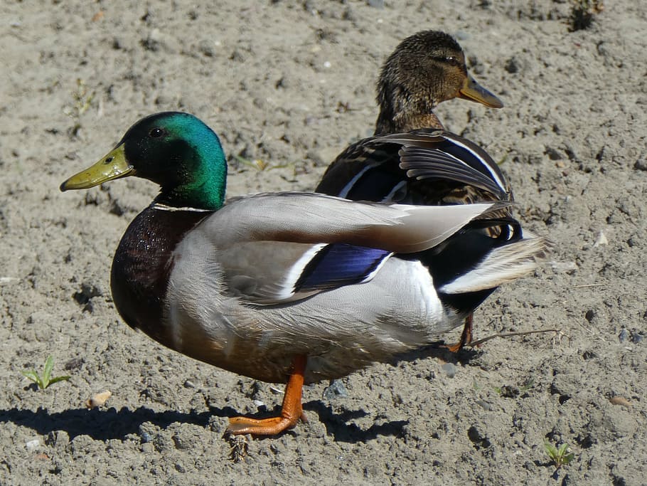 duck, nature, animals, bird, vertebrate, animal themes, poultry HD wallpaper