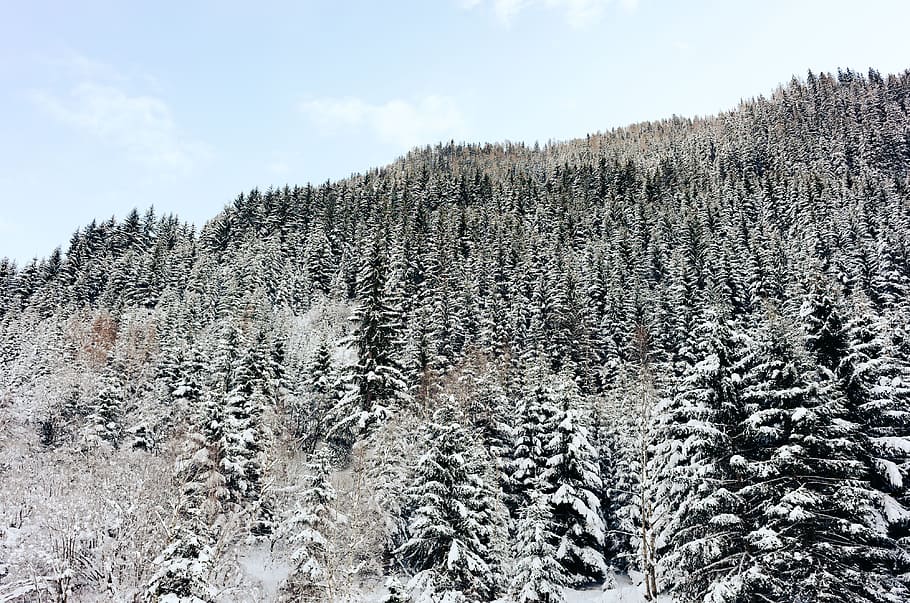 Winter forest, landscape, nature, snow, cold - Temperature, tree HD wallpaper