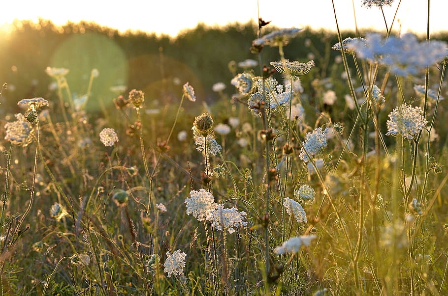 Summer, Nature, Sunset, flower, meadow, outdoors, wildflower HD wallpaper
