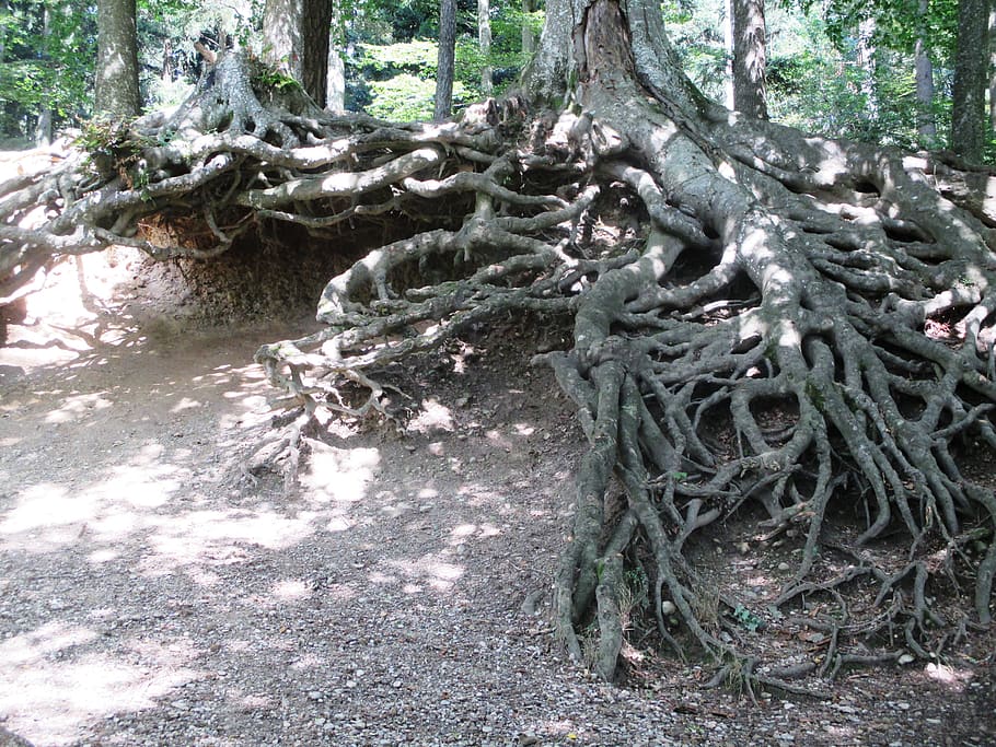 nature, root, trees, forest, background image, plant, land HD wallpaper