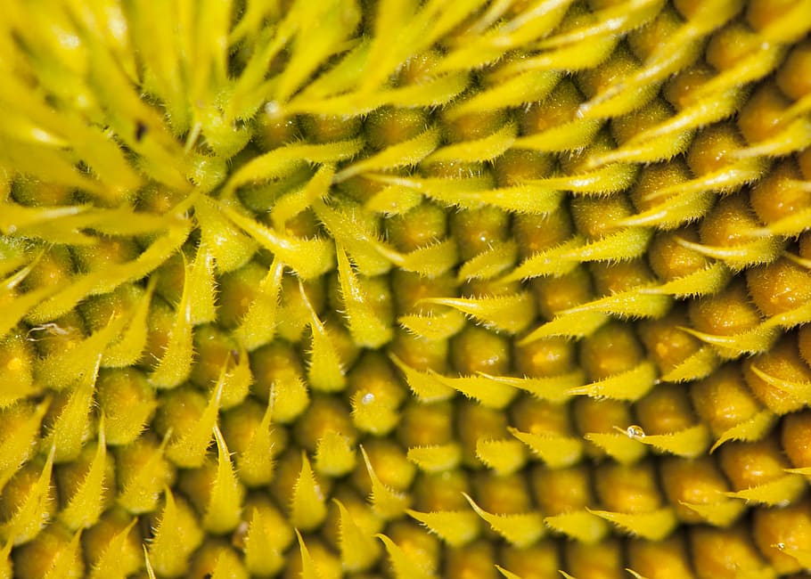 flower, seeds, sunflower, macro, floral, plant, natural, blossom HD wallpaper