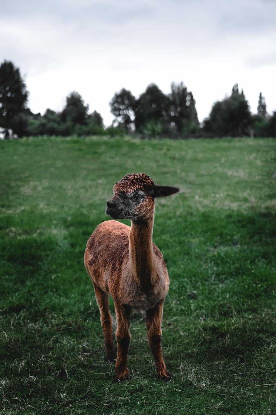 brown lamb on meadow, brown lamb on grass field, llama, animal HD wallpaper