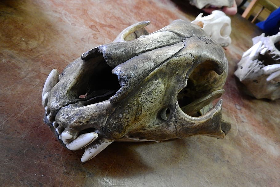 Skull, Skeleton, Bone, Teeth, animal skull, animal body part HD wallpaper