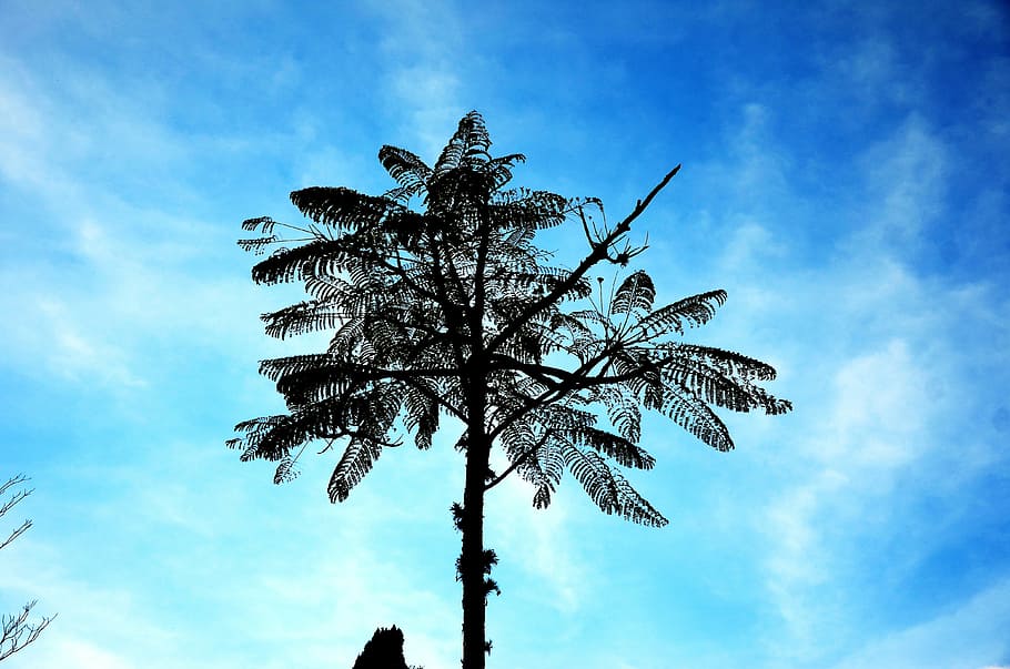 sky, blue, tree, leaves, blue sky, clouds, nature, coconut tree HD wallpaper