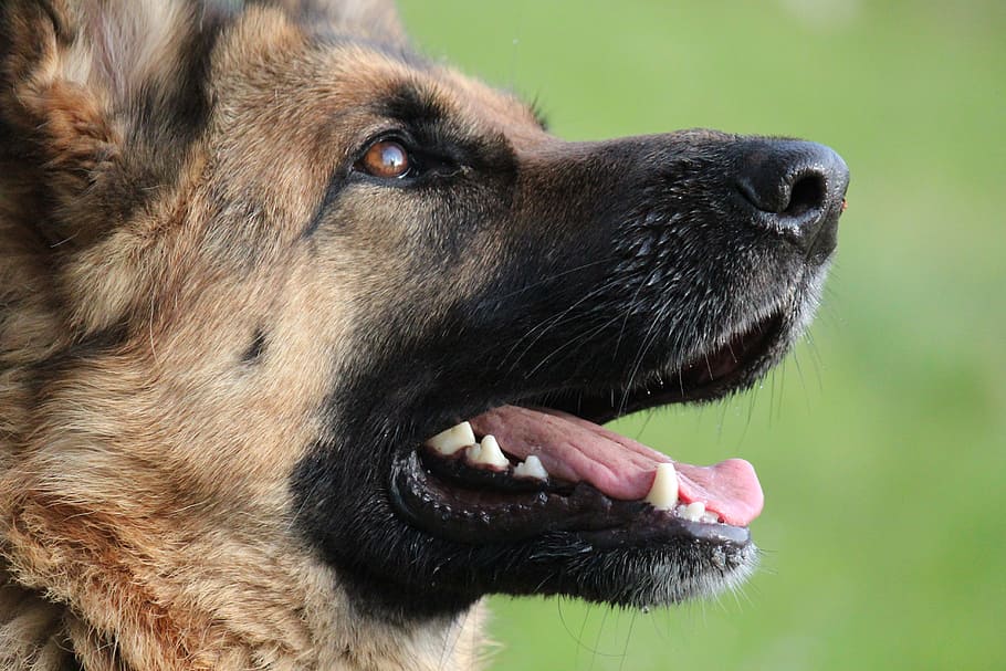 closeup photo of German shepherd head, dog, friend, pet, animal, HD wallpaper