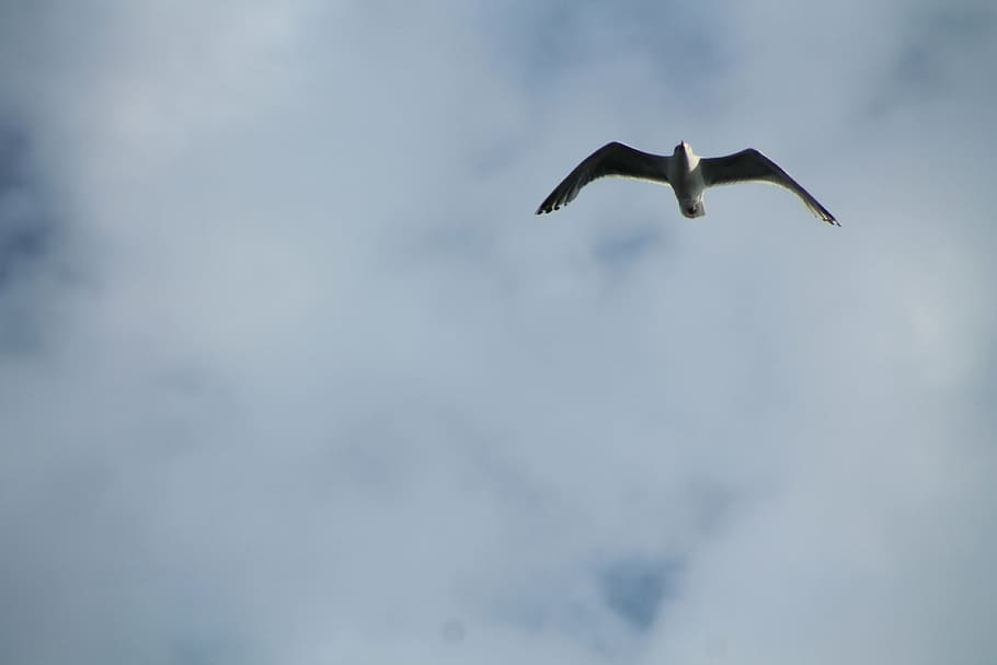 seagull, grey, sky, bird, white, blue, animal, fly, dom, nature HD wallpaper