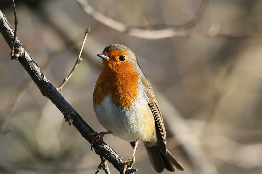 orange, white, and brown feathered bird perched on branch, robin HD wallpaper