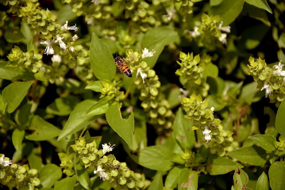 bee, nature, basil, macro, spring, garden, environment, beautiful HD wallpaper