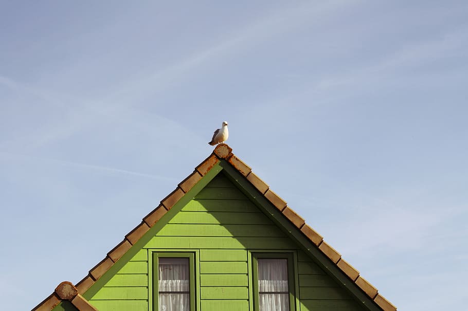 home, seagull, building, bird, animal, holland, roof, birds HD wallpaper