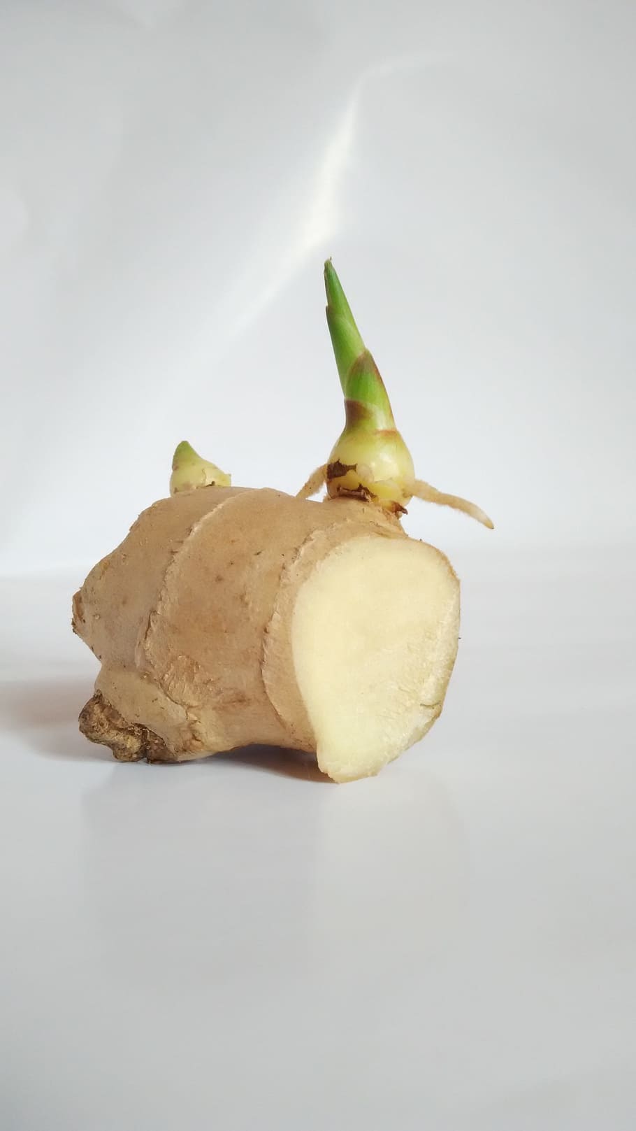 Ginger, Germination, ginger sprout, studio shot, food and drink