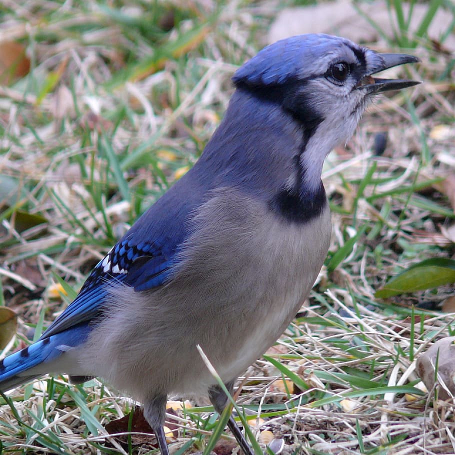 Blue Jay, Jay, Bird, Feather, Wildlife, songbird, portrait