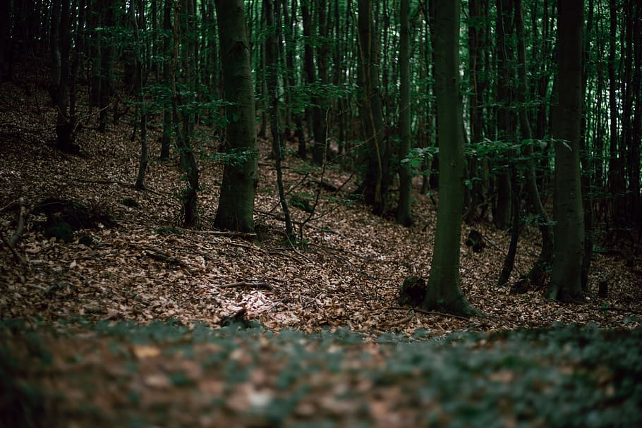 Лесом полом. Пол леса. Объемная картинка лес. Forest Floor. Night Forest Floor.