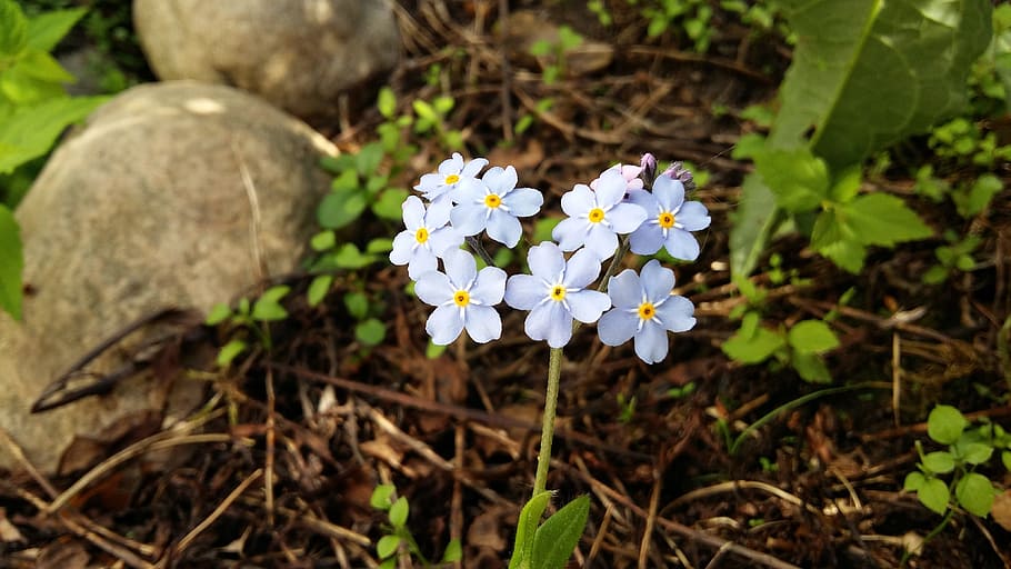 Forget-Me-Not, Myosotis, Flower, blue, light blue, plant, floral, HD wallpaper