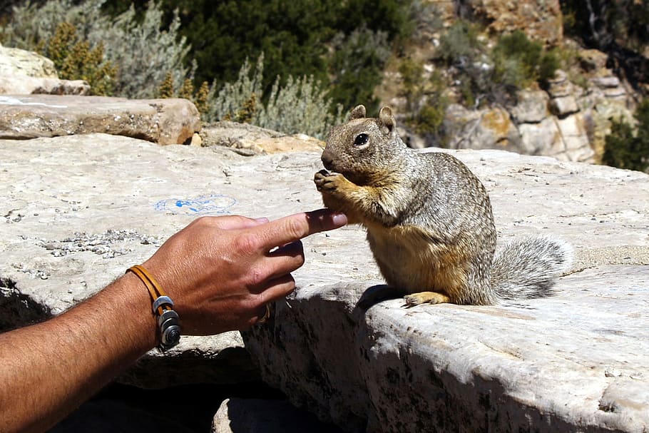 Gopher, Animal, Hand, Squirrel, Mammal, nature, human hand HD wallpaper