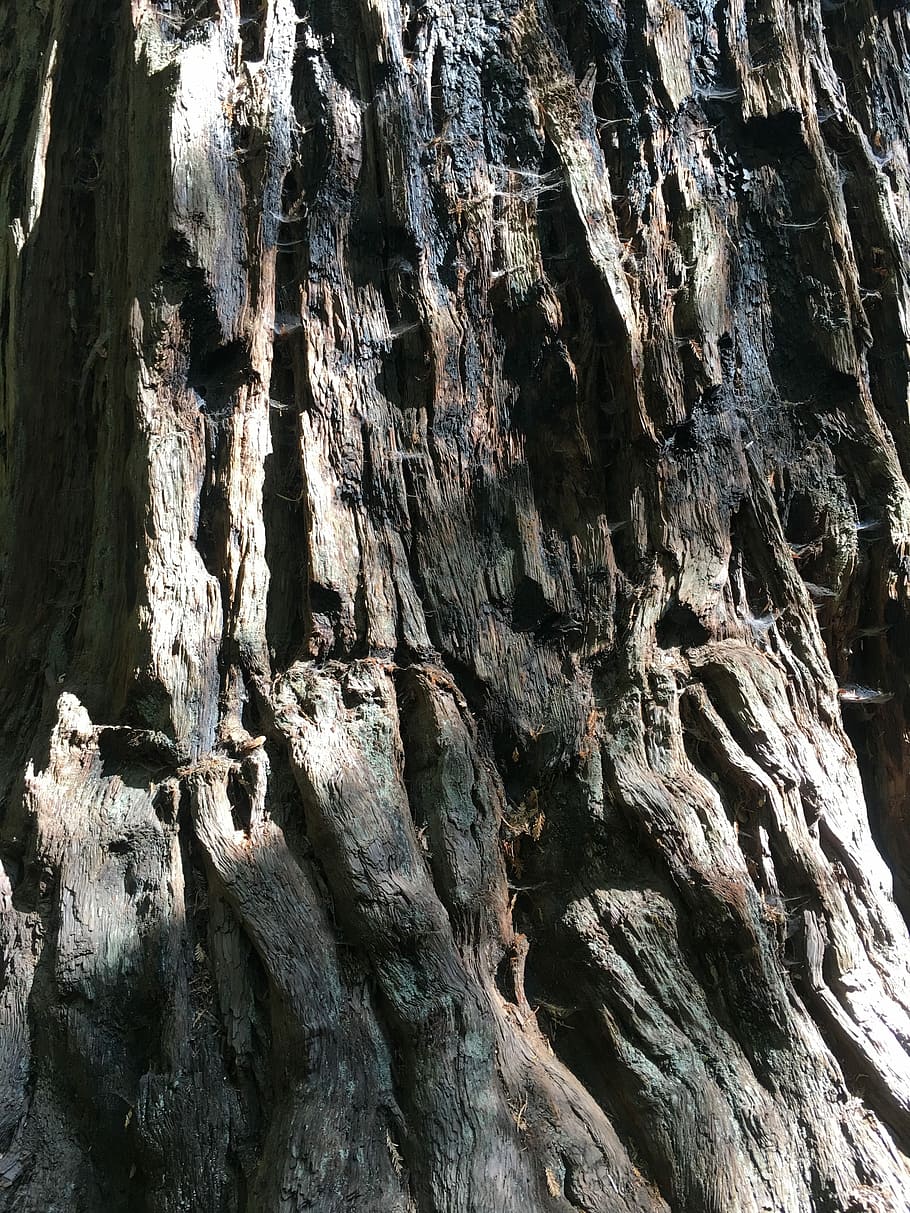 Bark, Tree, Wood, Sequoia, Redwood, rock - object, nature, no people HD wallpaper