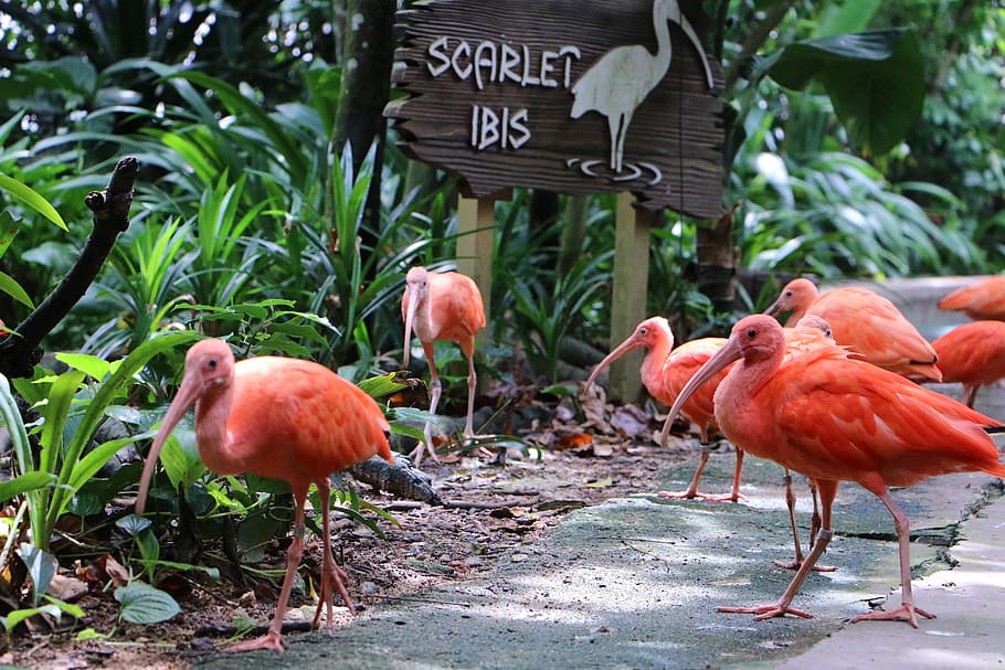 Ibis, Bird, Tropical, day, outdoors, no people, nature, animal themes HD wallpaper