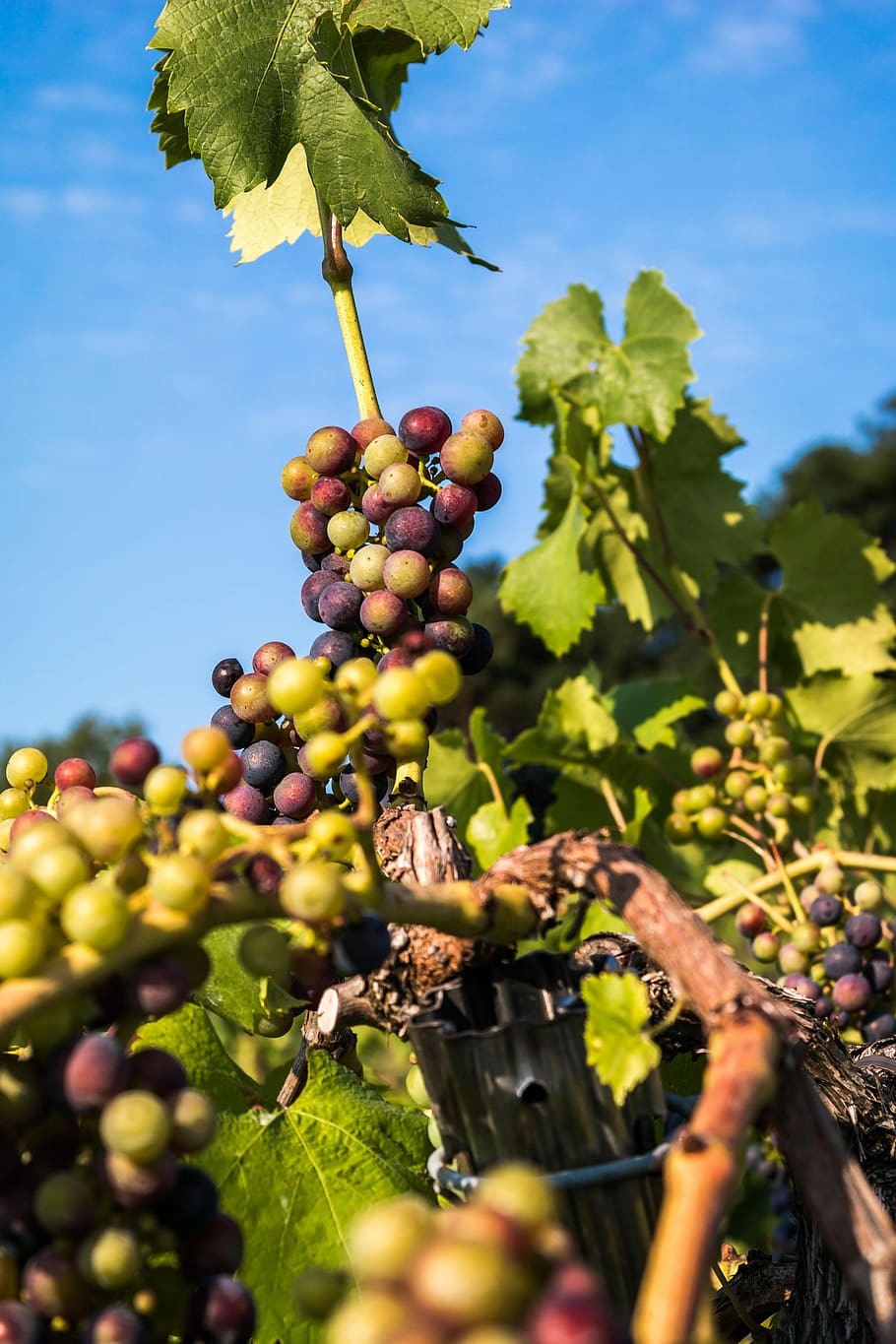 Wine, Grapes, Immature, Pinot Noir, fruit, vine, cultivation, HD wallpaper