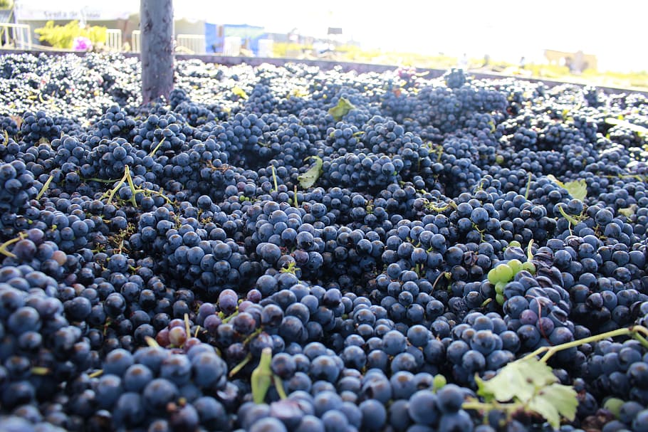 fruit, pastures, grape, plant guide, food, vineyard, grapes HD wallpaper