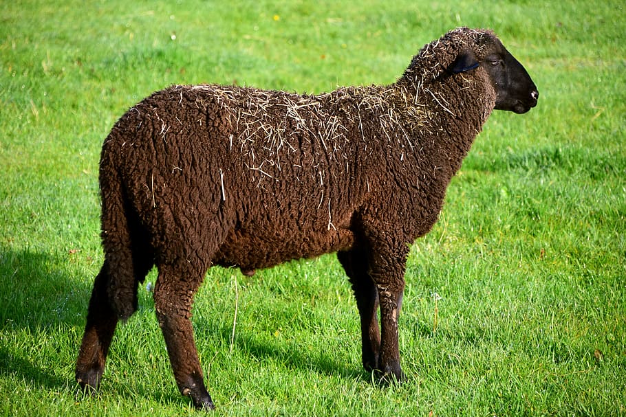 Black Sheep, Animal, Cute, Wool, animals, meadow, livestock, HD wallpaper