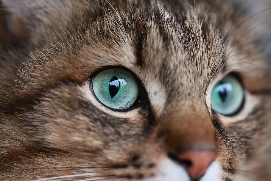 brown cat close-up photo, kitten, cute, portrait, eye, pet, animal, HD wallpaper
